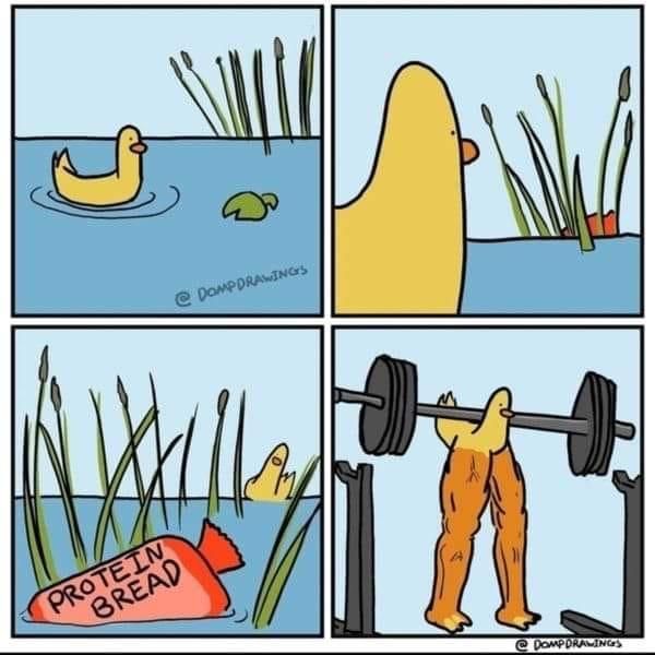 Duck Gains! Hope Everyone Had A Lovely Day Today! If You Have No One To Talk To About Your Day, My Inbox Is Open To All!
