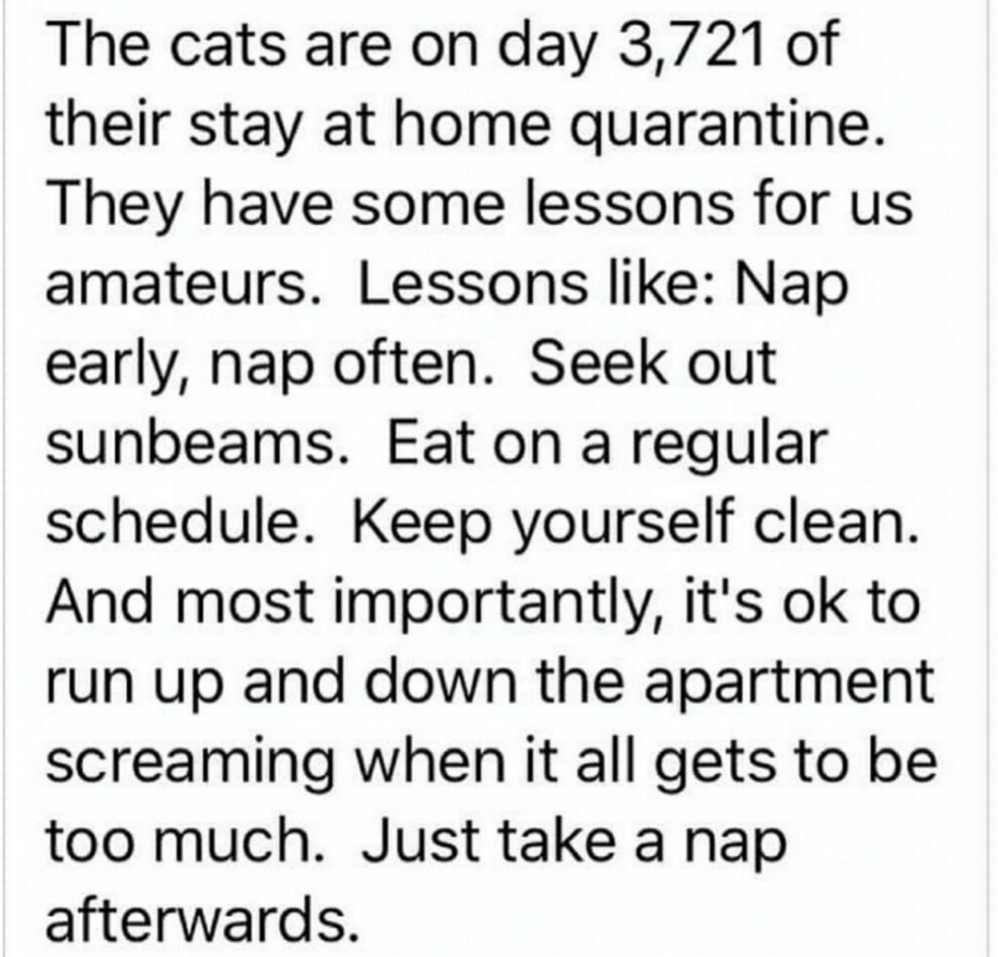 We can all learn from cats.