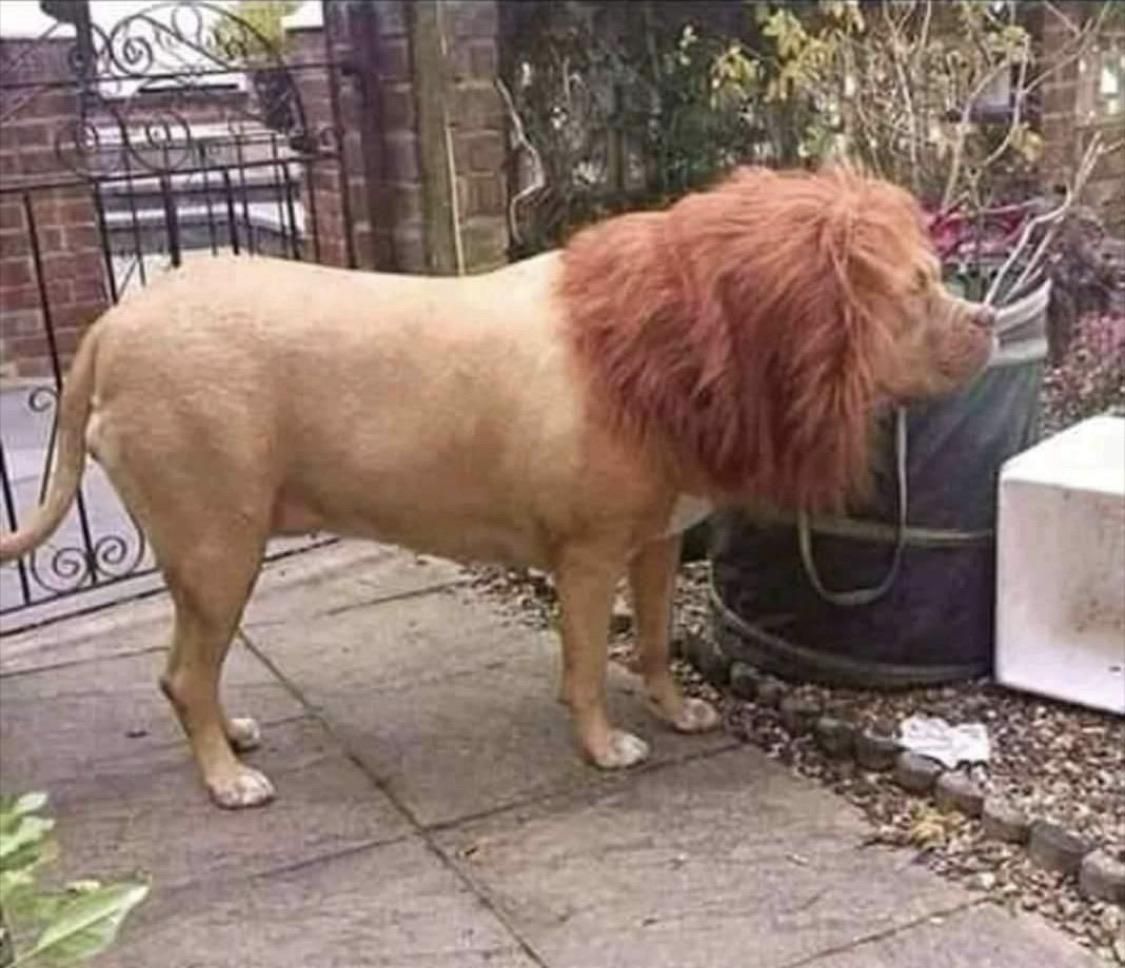 This guy put a wig on his dog to scare his neighbors
