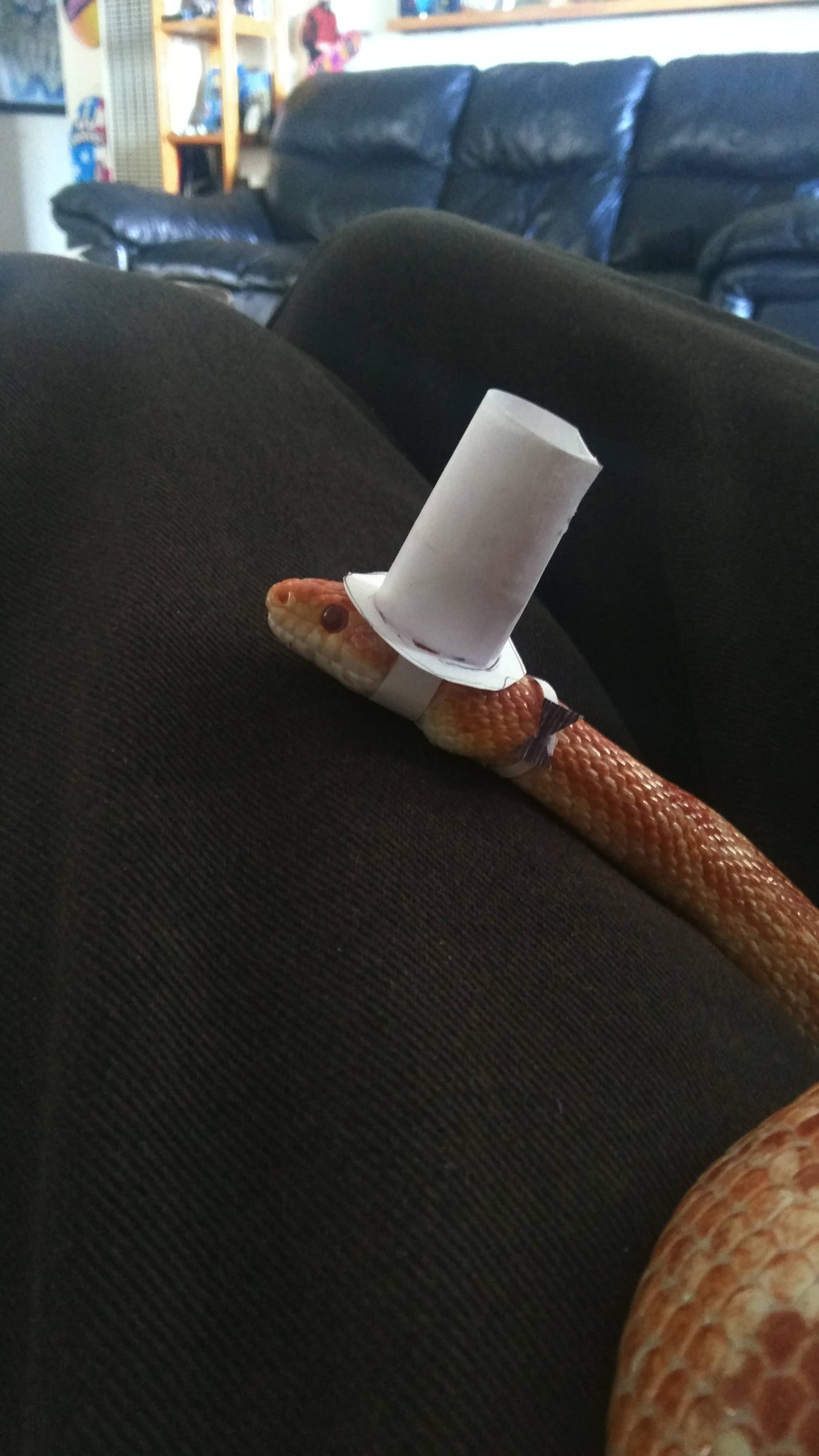 I need to get out. My snake ready for our fancy dinner tonight.