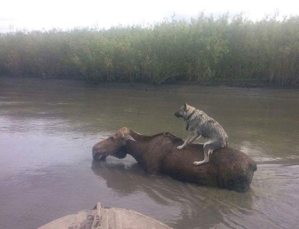No time to explain, get on the moose.