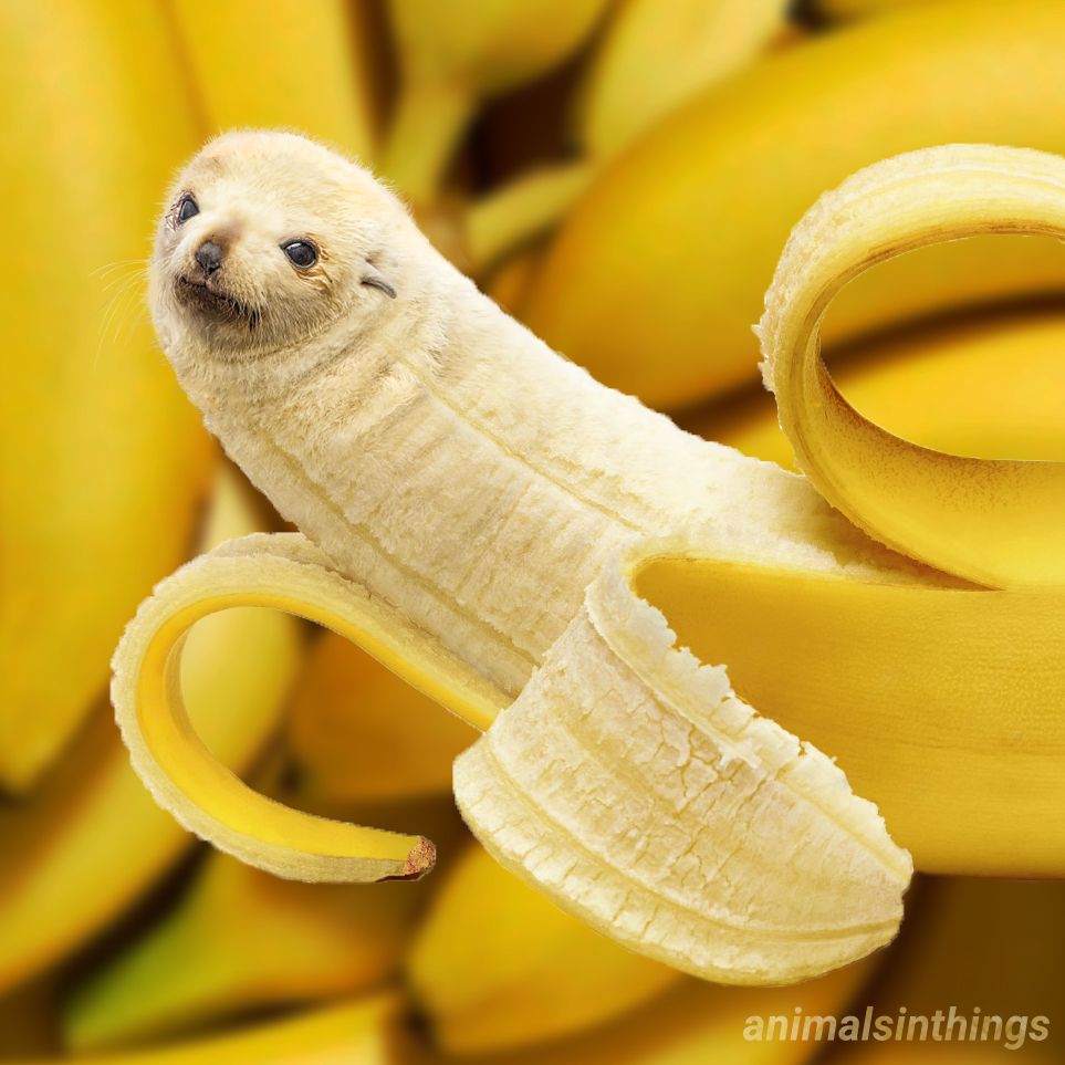I photoshop animals into things. Here's a sea lion and a banana.