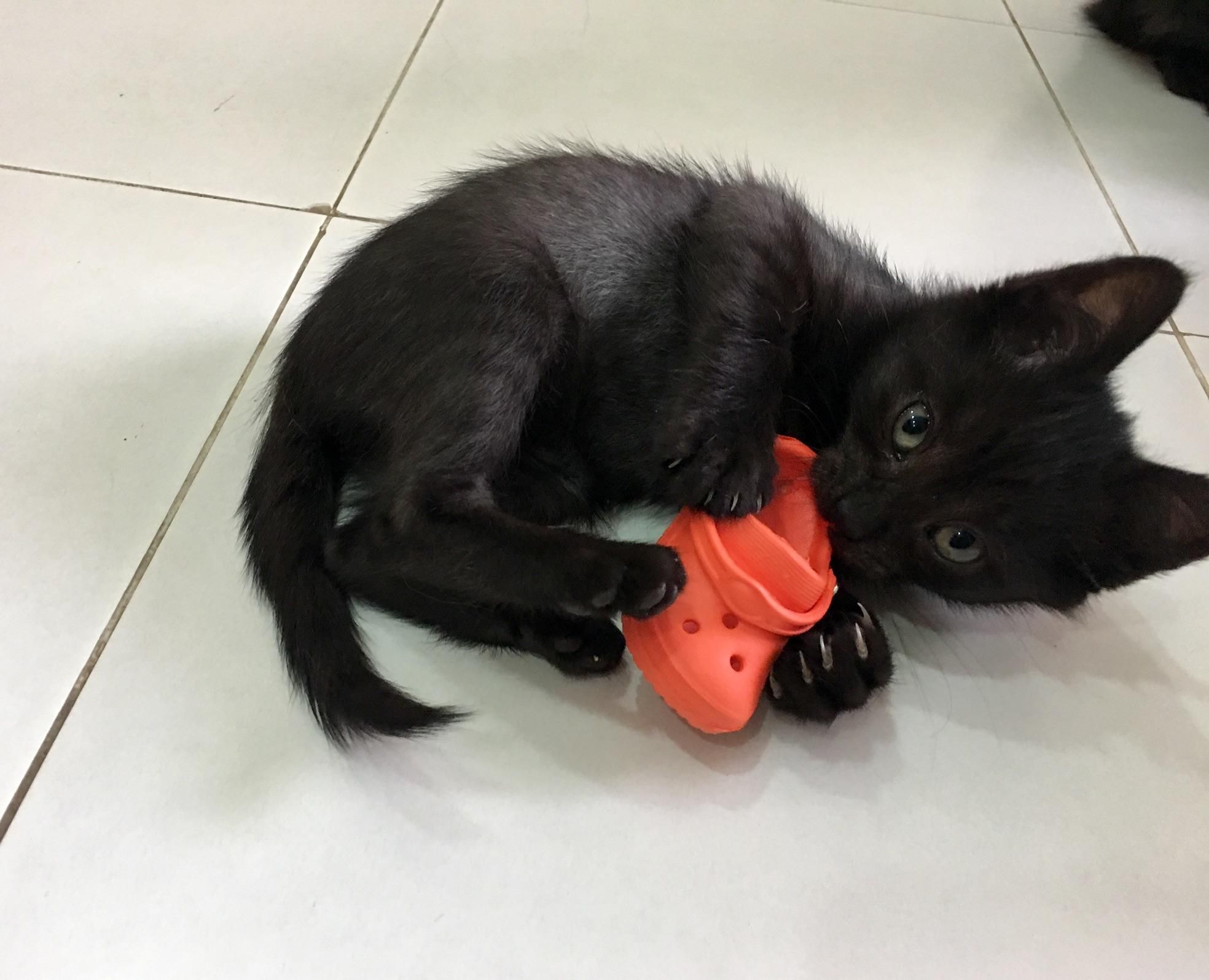 Giant panther attacks helpless baby croc