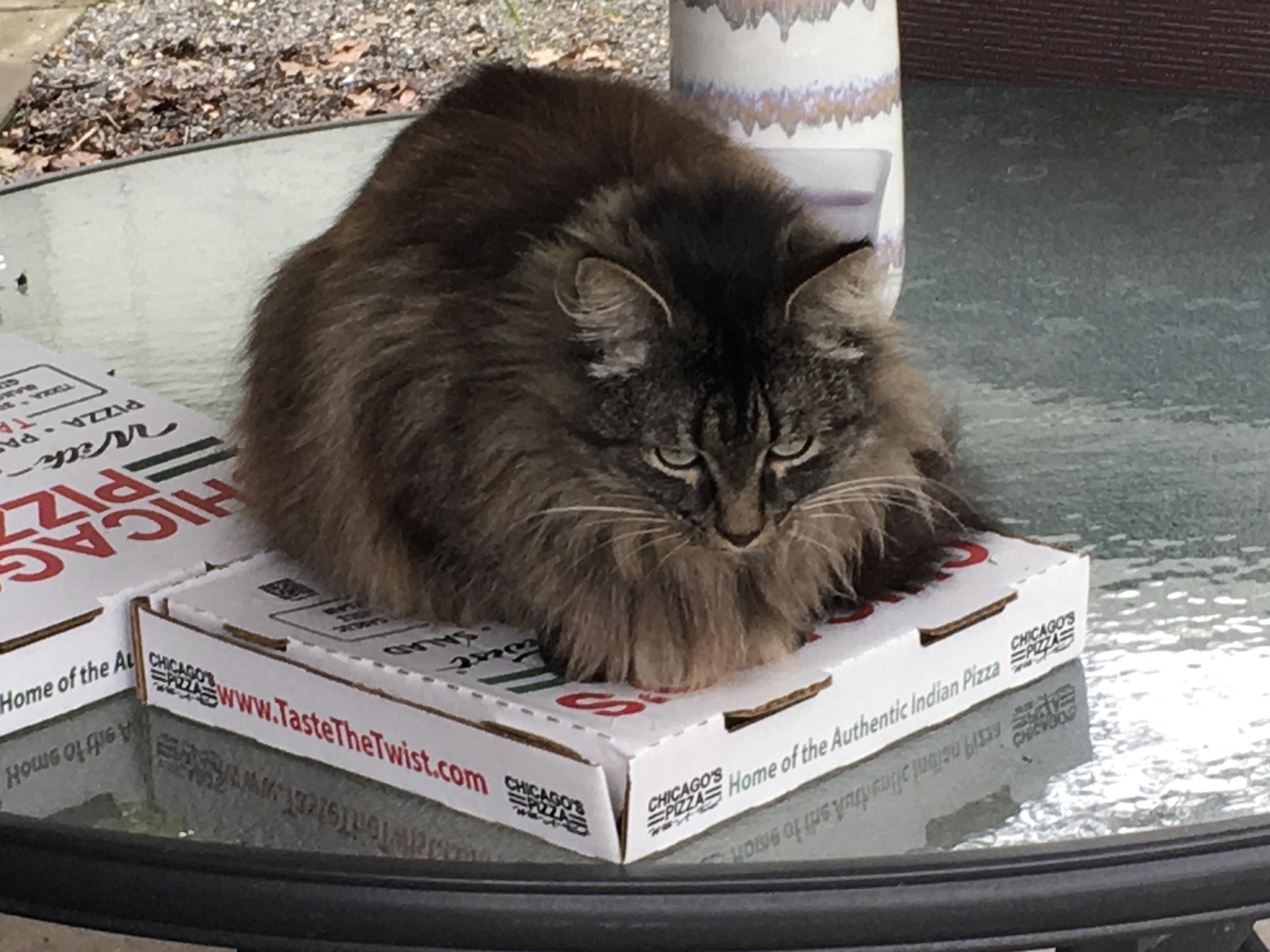 I had pizza delivered, I set it down on my patio table for one minute and came back to this.
