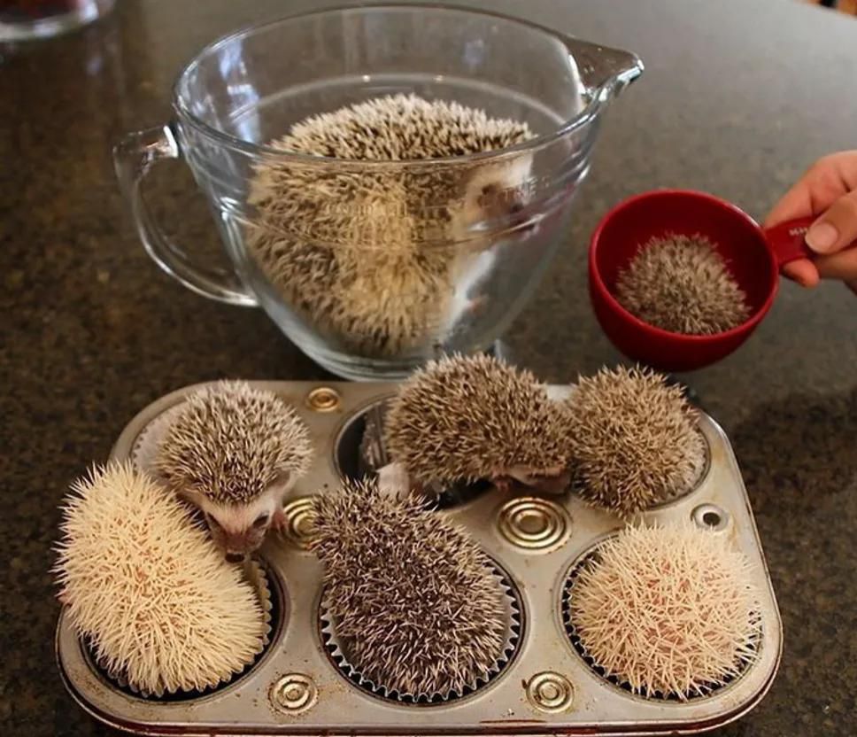 How hedgehogs are made!