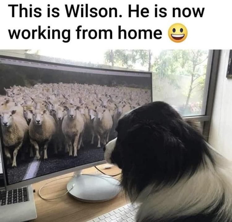 Sheepdog working from home...