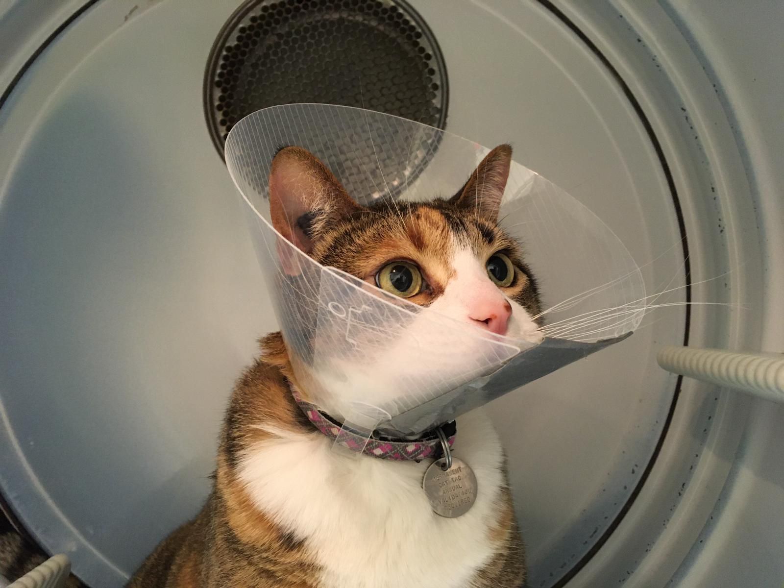 Gave our cat the cone, so she jumped into the dryer and it looked like she was commanding a space shuttle
