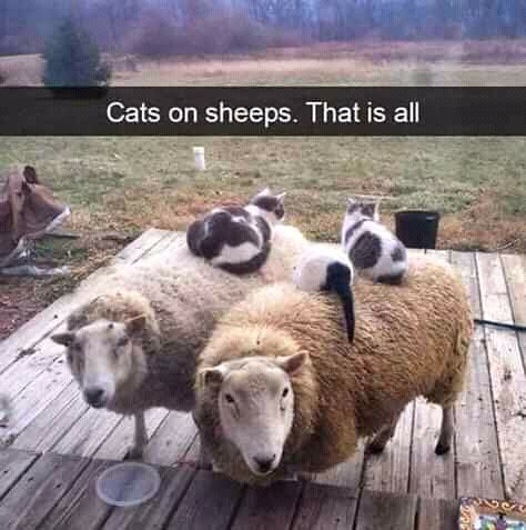 it's cats on sheep