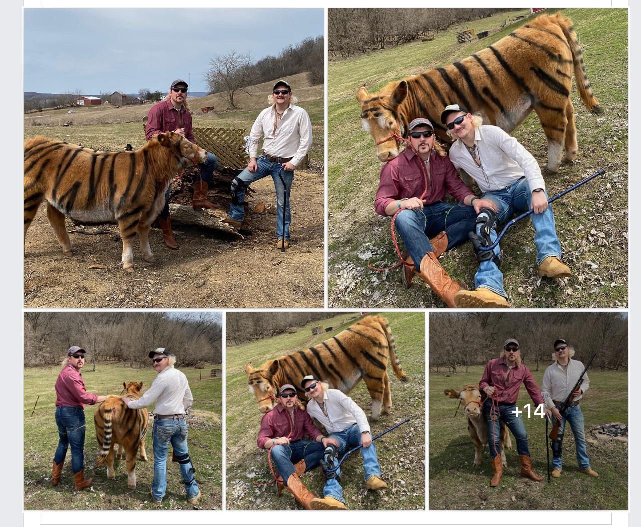 Some local boys painted a cow and did a tiger king photo shoot