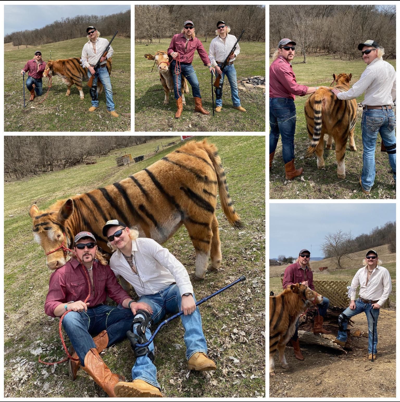 Repost: Some local boys used ANIMAL SAFE paint to make a cow into a tiger for an epic Tiger King photo shoot!