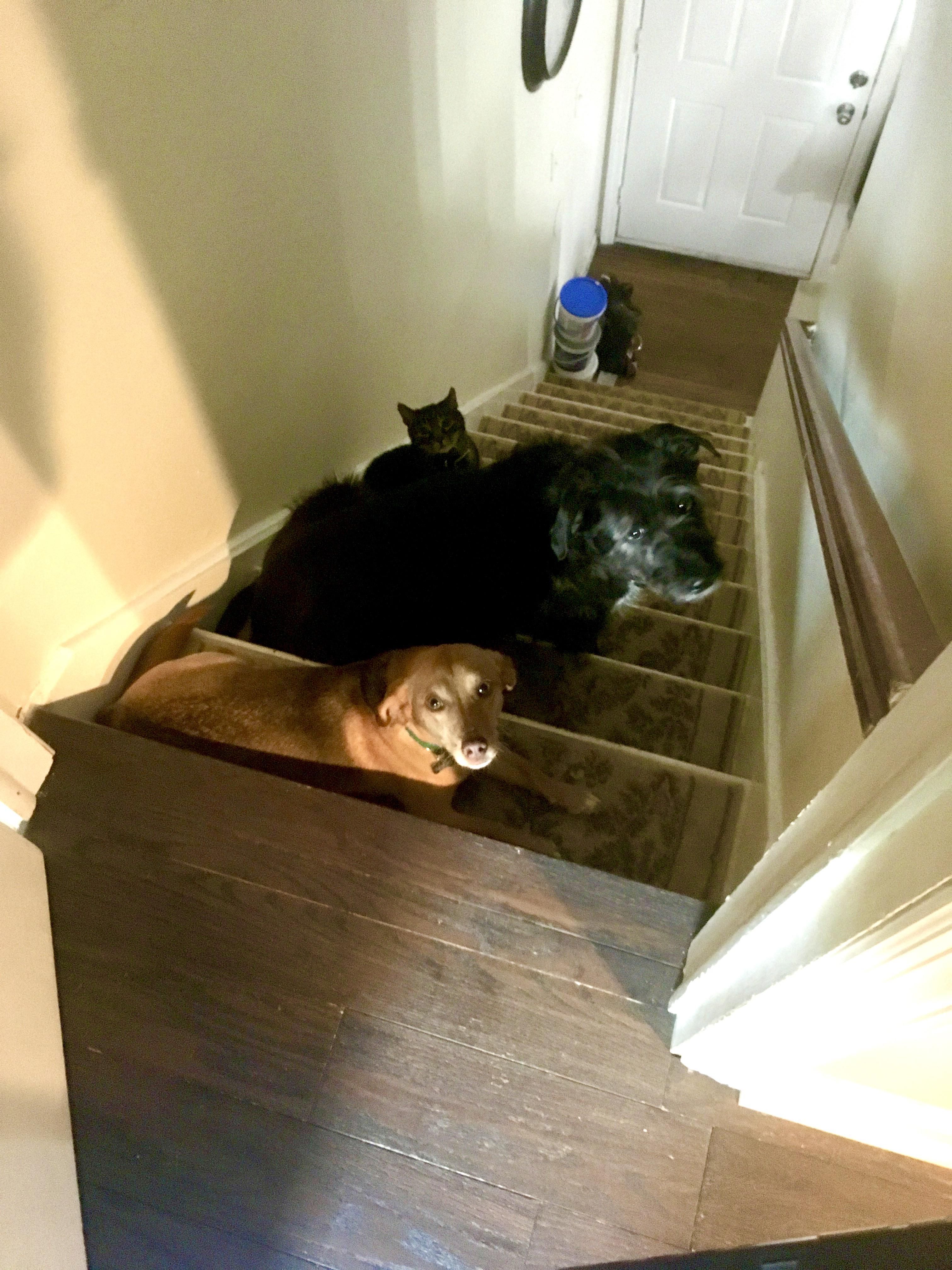 Apparently one of them turned on the new Roomba while I was sleeping upstairs. I opened the door to see this crew all hiding from the noise.