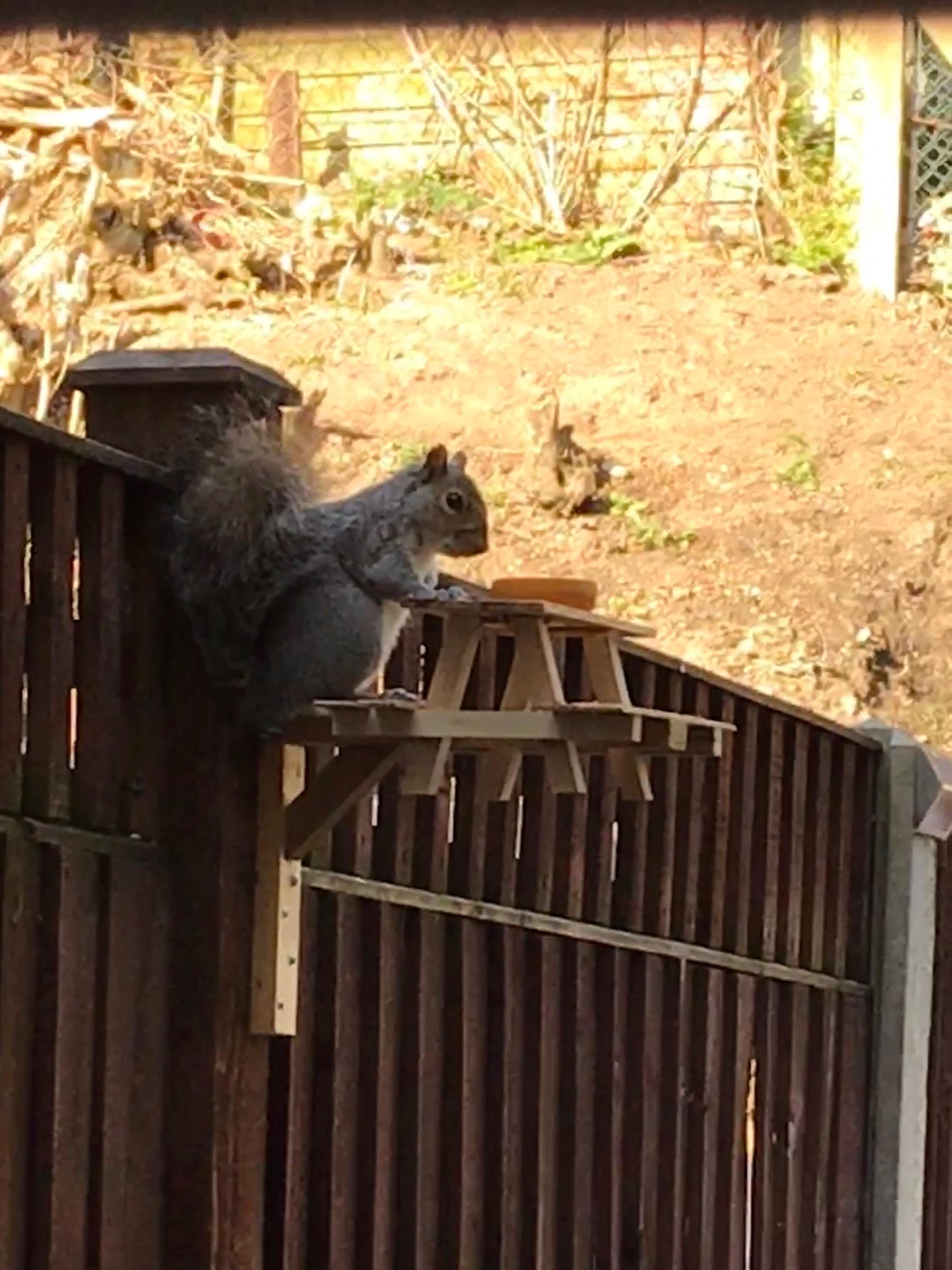 I also made a squirrel picnic bench.