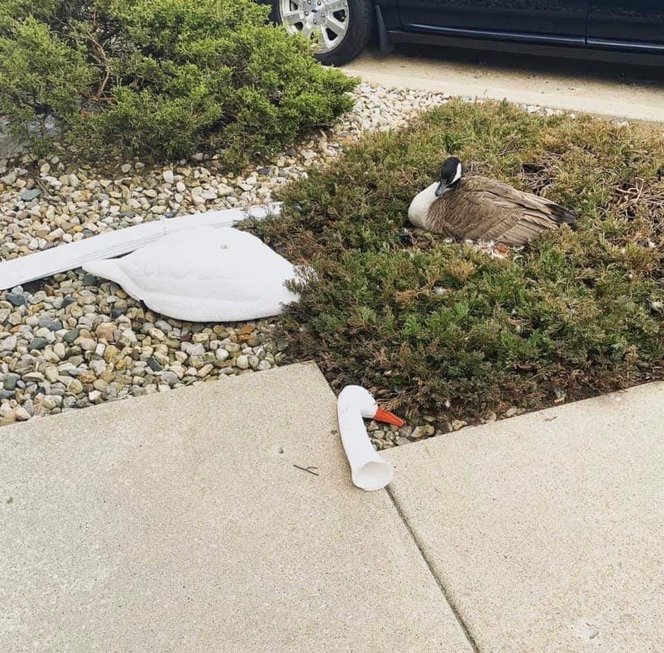 Tried to use a decoy to send a message. The goose received it and sent one back.