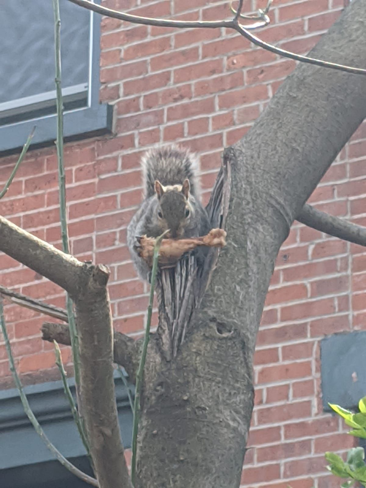 I found a squirrel eating fried chicken in a tree.