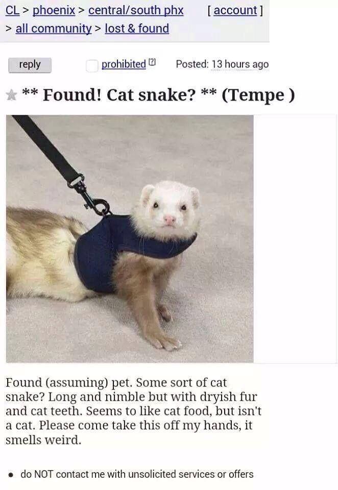 Never forget cat snake