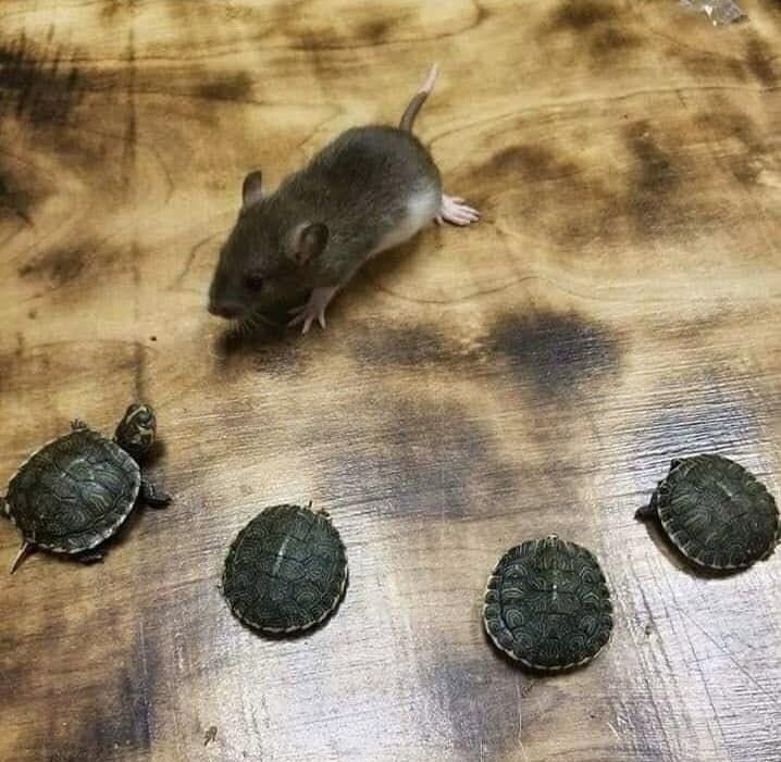 Master Splinter training the turtles irl
