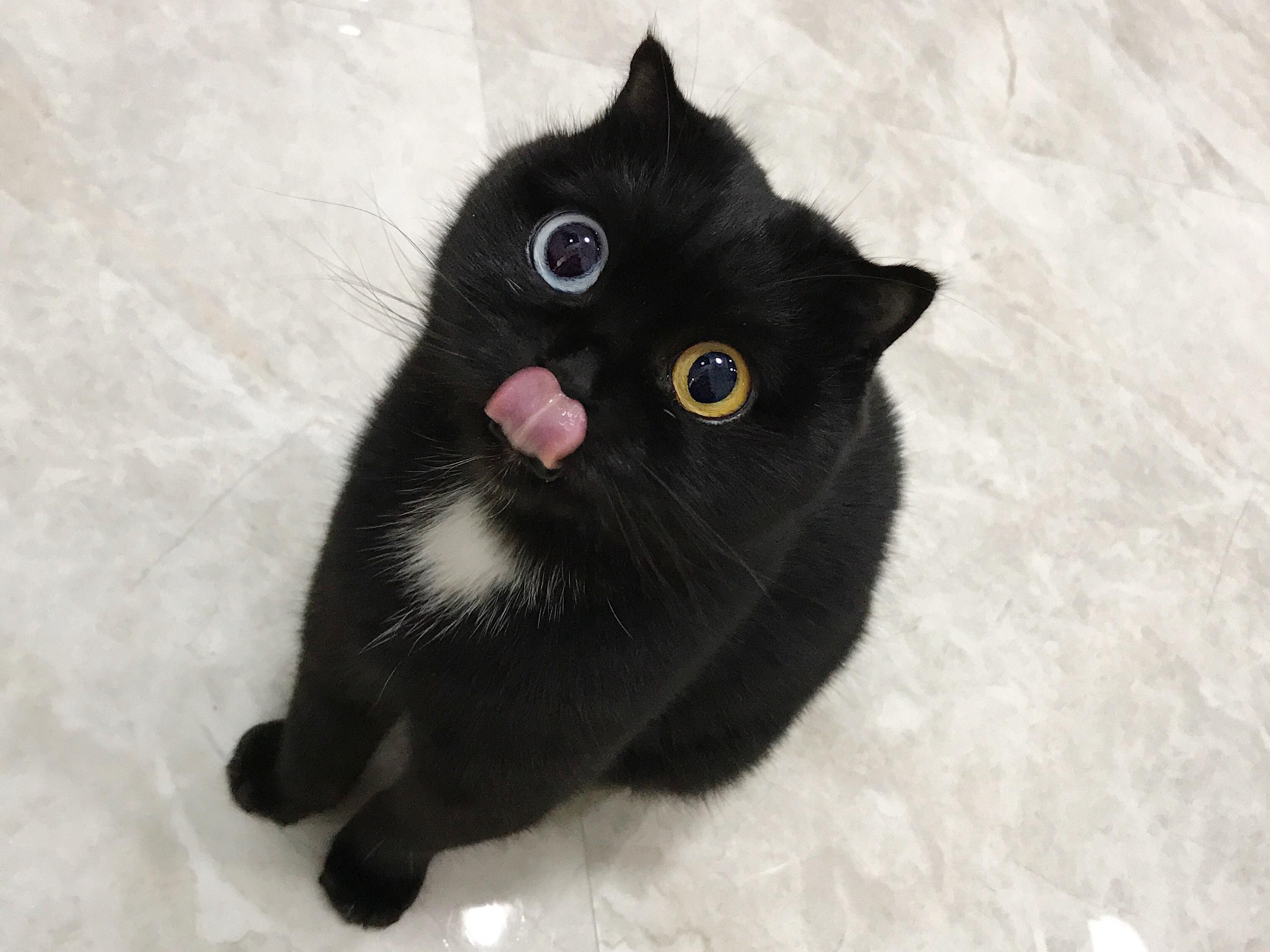 Cat with Heterochromia and a funny face