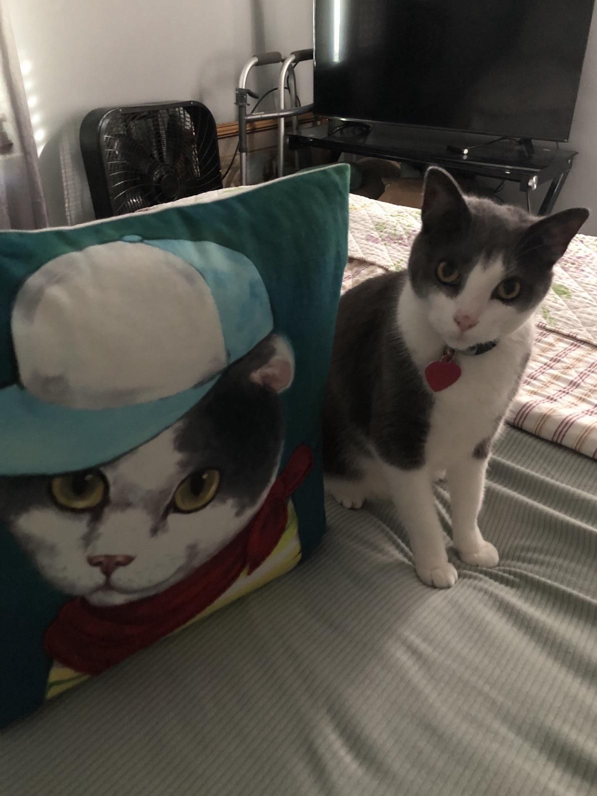 My Mima saw a pillow at the grocery store that looks just like her cat Tuna- she sent me this picture