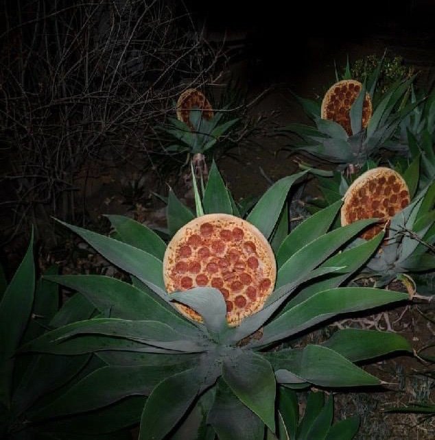 Due to the quarantine and nearly no pollution, the pizza plants in southern Italy are finally starting to bloom again!