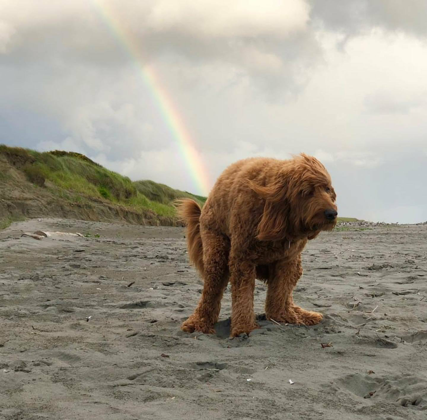 This dog poops rainbow.