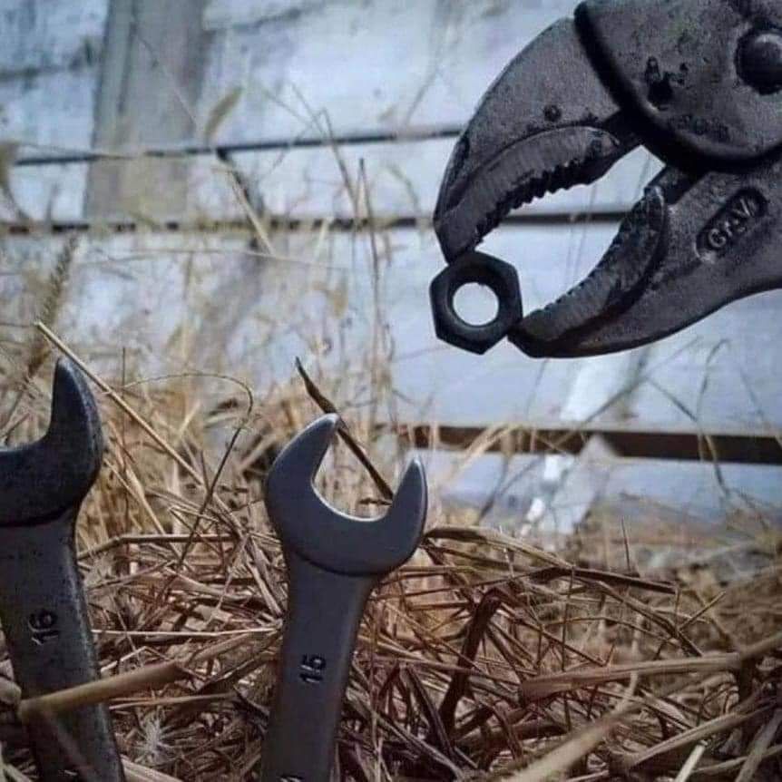 A mother plier feeding its wrenchlings.