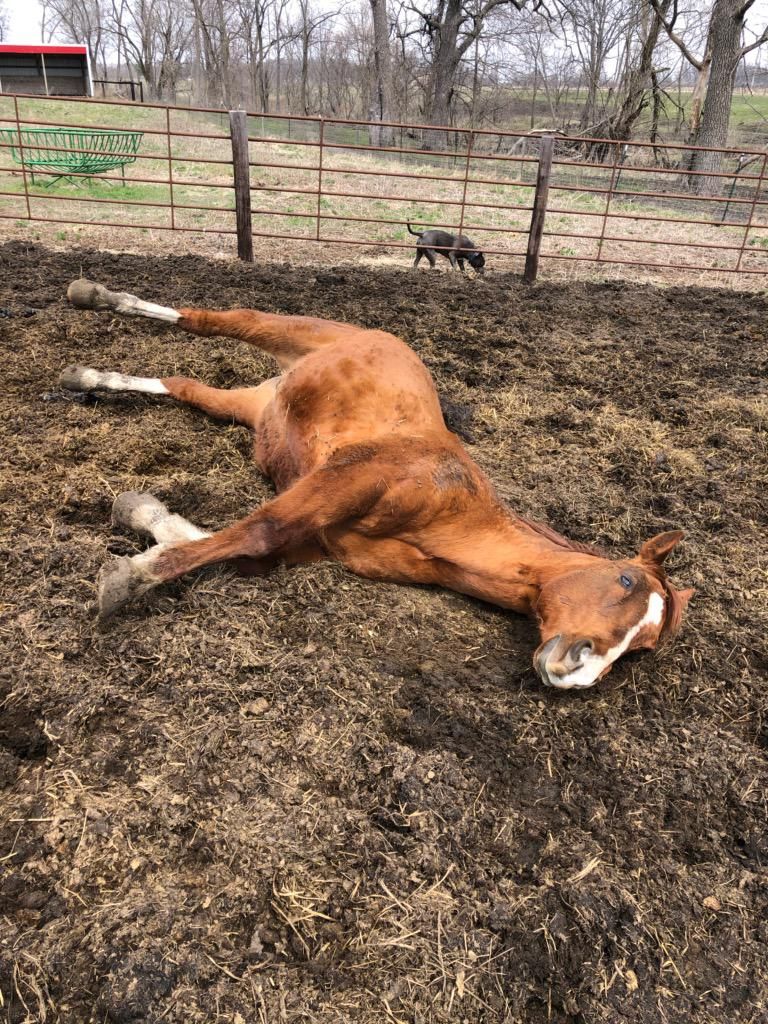 My dad sent me this today. This is his horse Dan. Nothing wrong with him he just wanted to lay down.