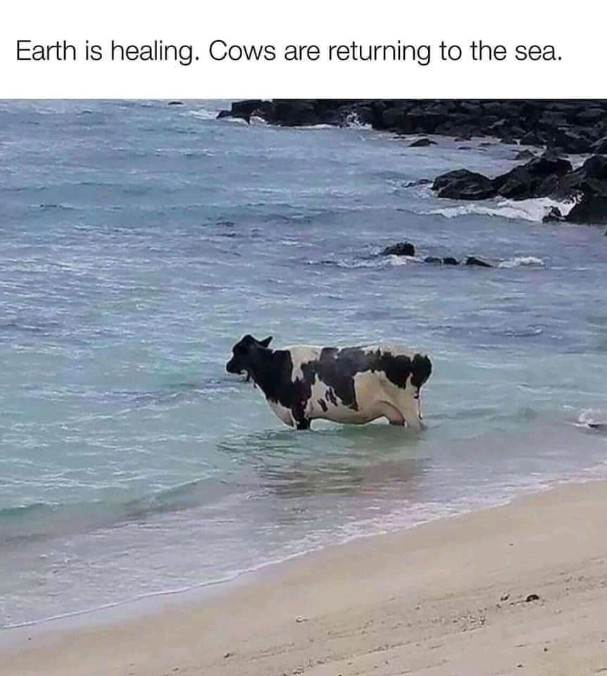 Blessed cow