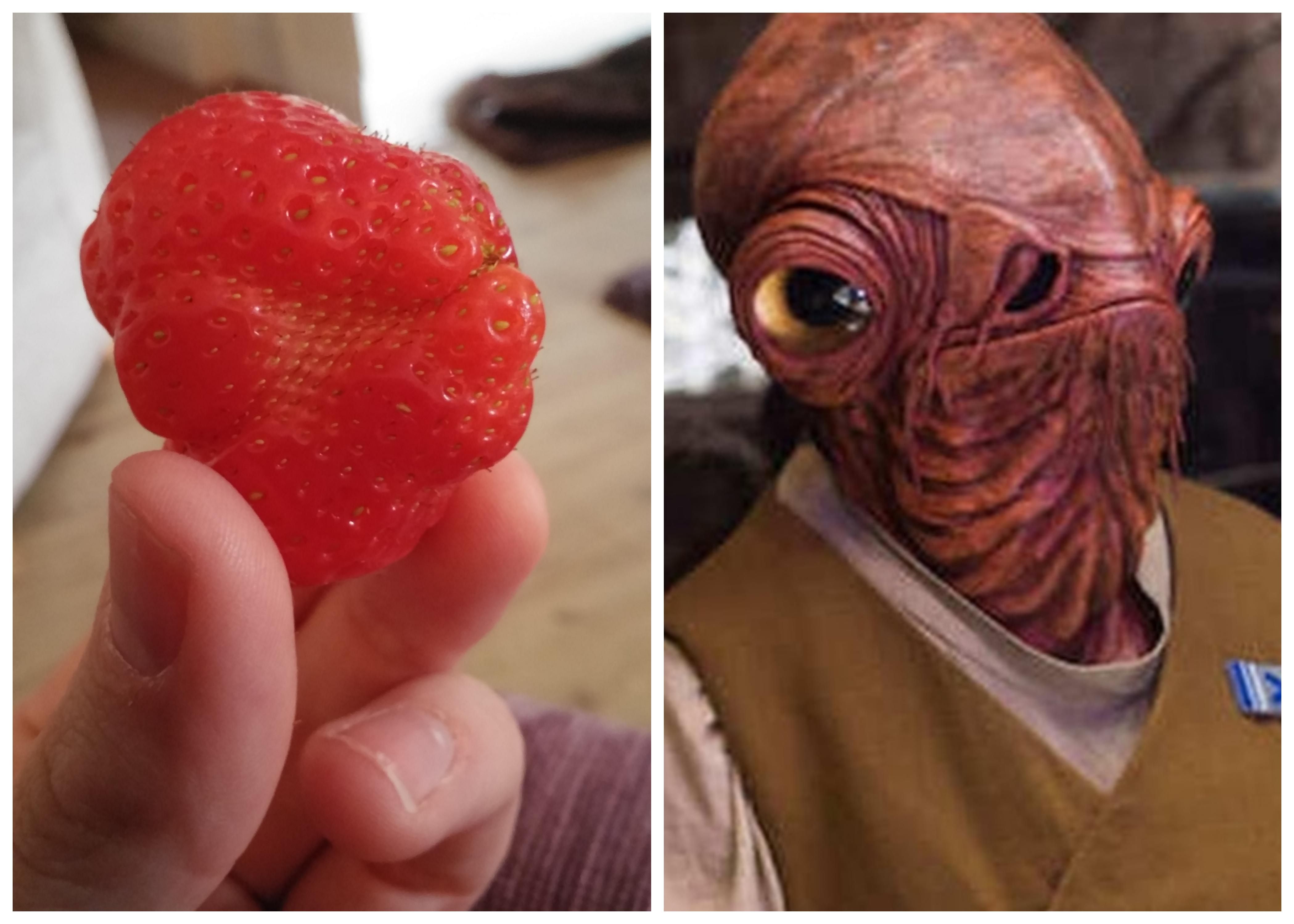 Admiral Ackbar's Strawberry. Naturally, I did not eat it.