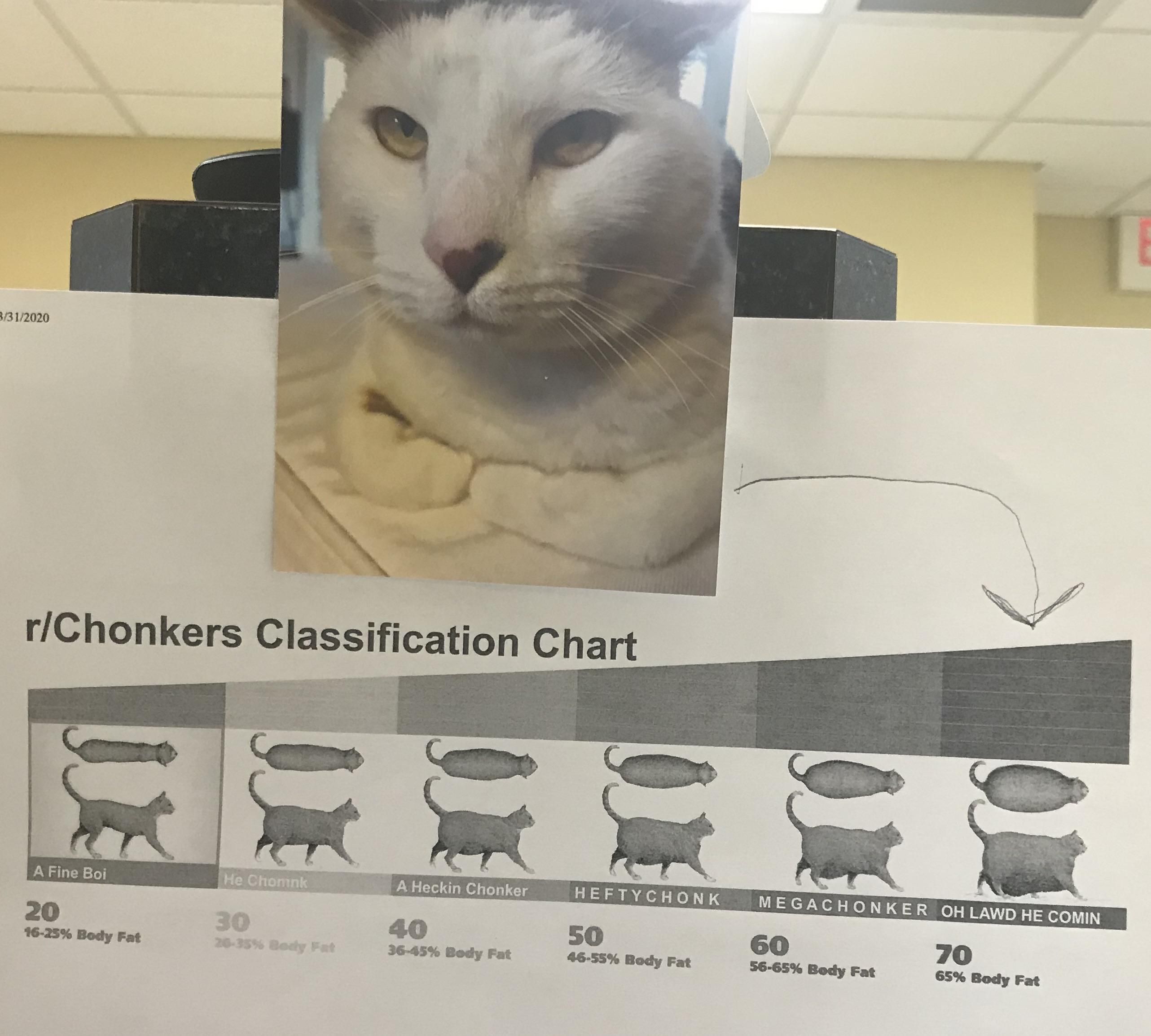 Chonker classification chart in my doctors office.