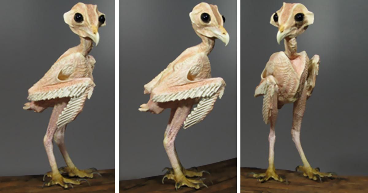 this is what an owl looks like without feathers