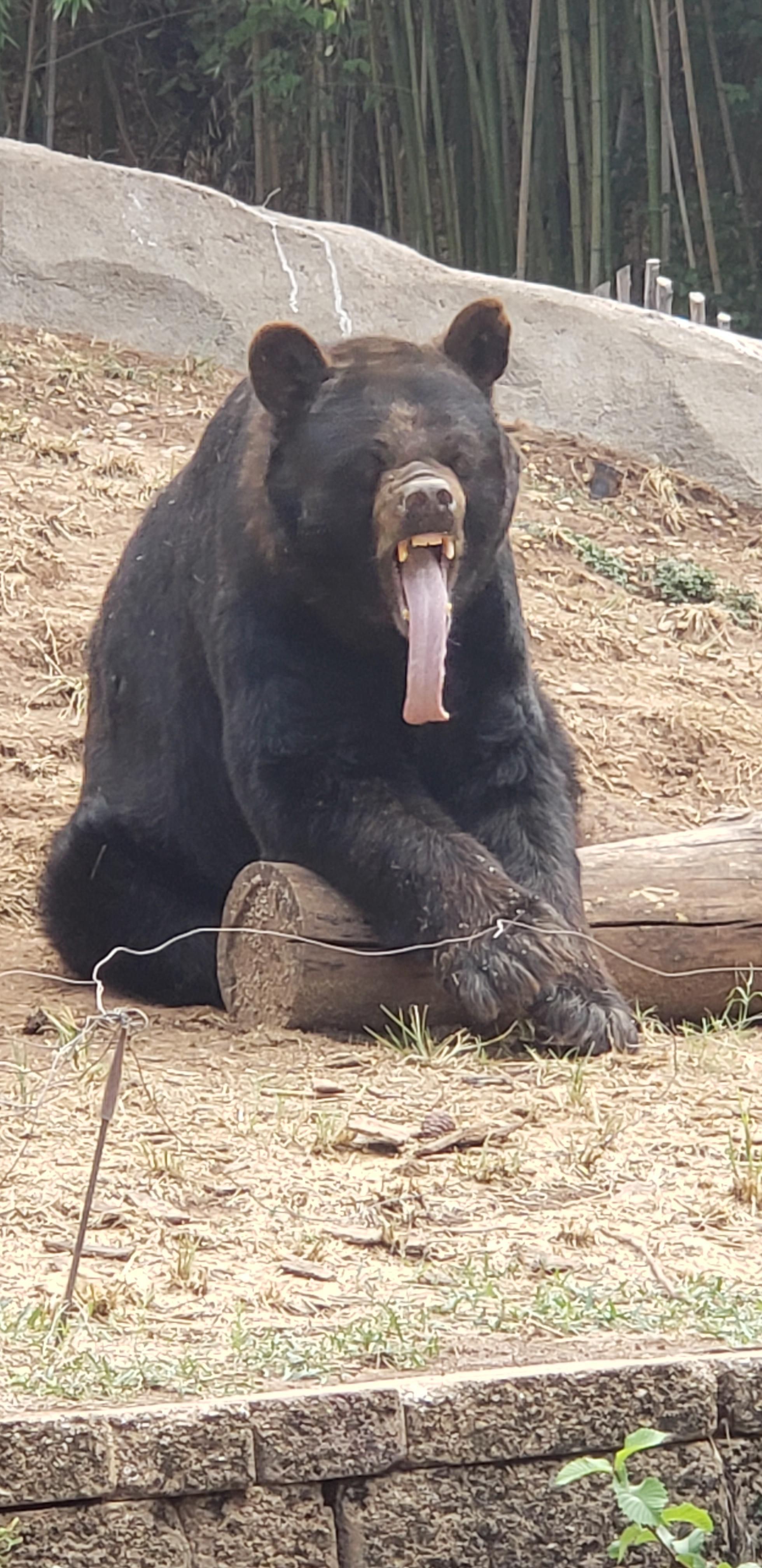 This bear at the zoo just had his tongue sticking out and I laughed way too hard