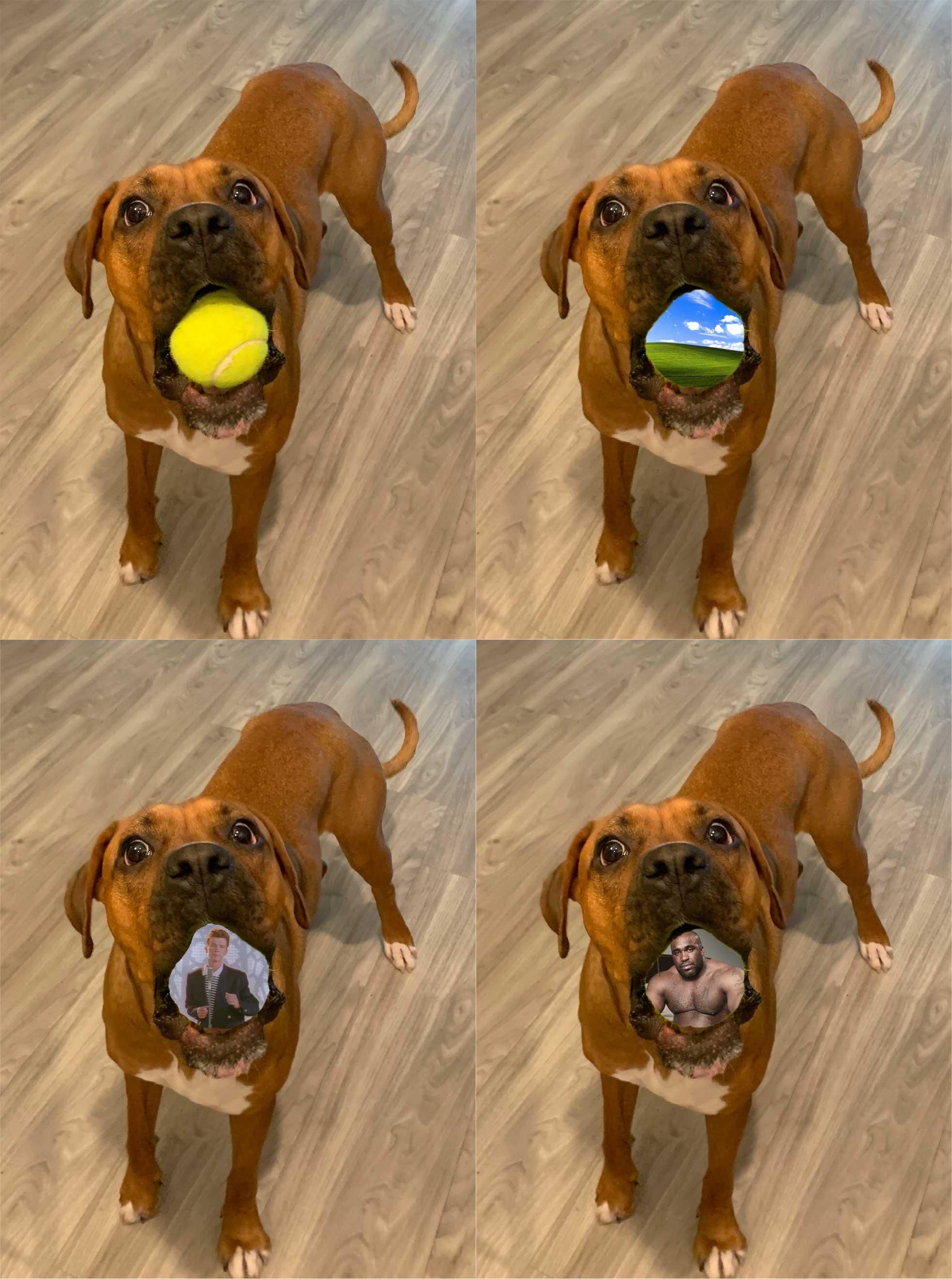 I used my dog’s tennis ball as a green screen.