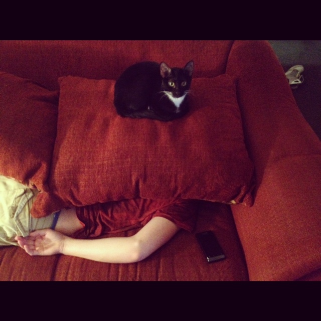 Hitman cat doesn't give a sh*t
