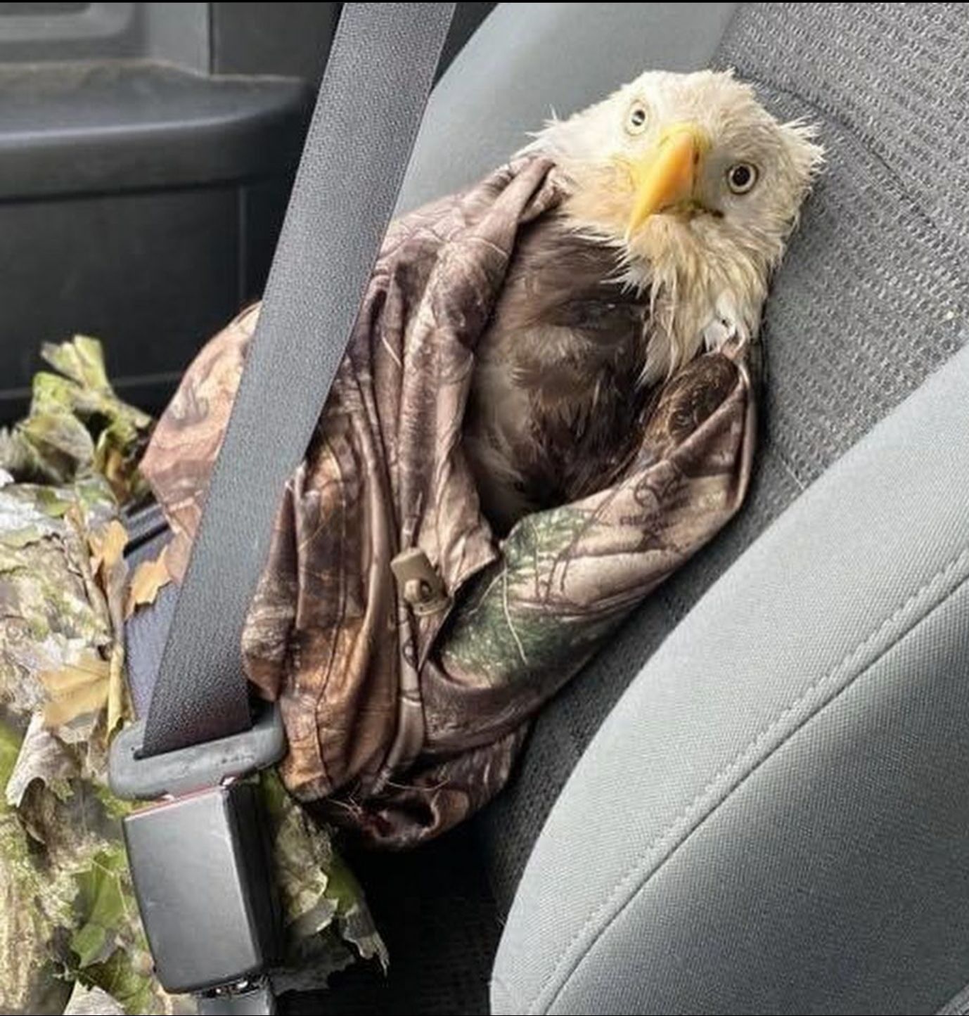 AR Game and Fish rescued this presumed dead eagle and it captures our country's current state perfectly