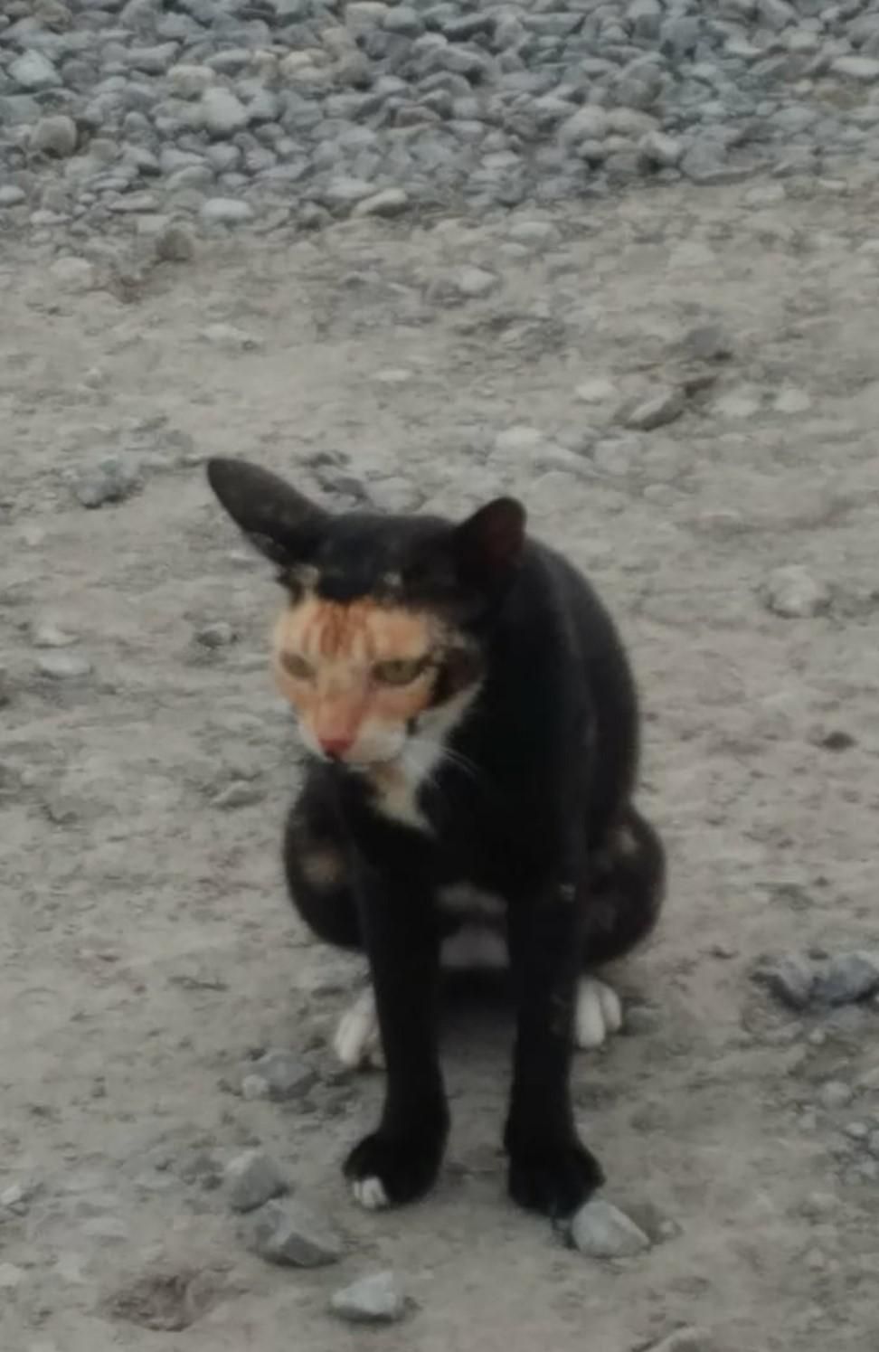 My dad sent me a picture from his jobsite of this cat whose markings make it look like it's being devoured by another goofier cat and is just so bored with the whole situation.