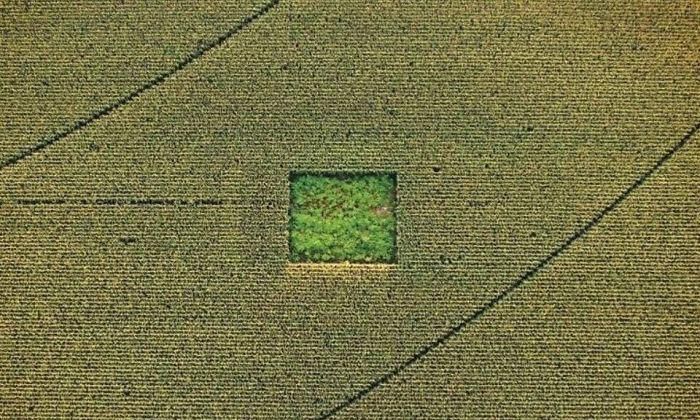 Cannabis field in the middle of a Cornfield. You would have to be a little high to see this.