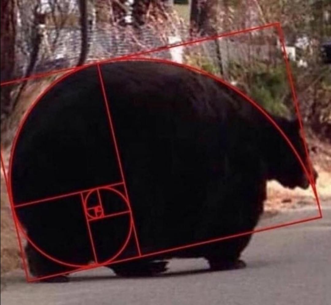 Meet the Fibonacci bear