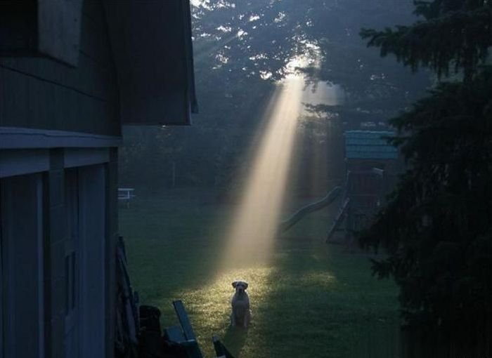 All dogs go to heaven. Clearly they come from there too