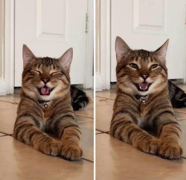 This cat looks like he just told his favorite joke and he's so proud of himself