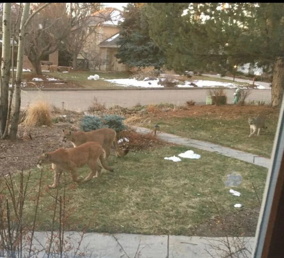 Mountain lions moving back into boulder during lockdown.
