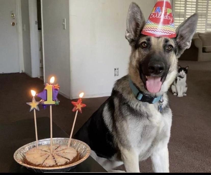 Dogs birthdays, but cat wasn’t amused.