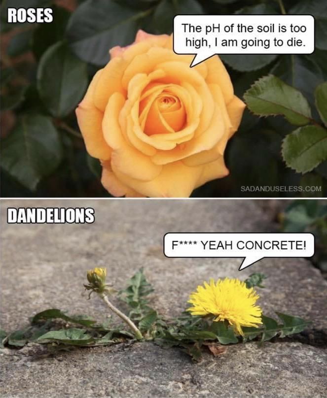 Roses vs. Dandelions