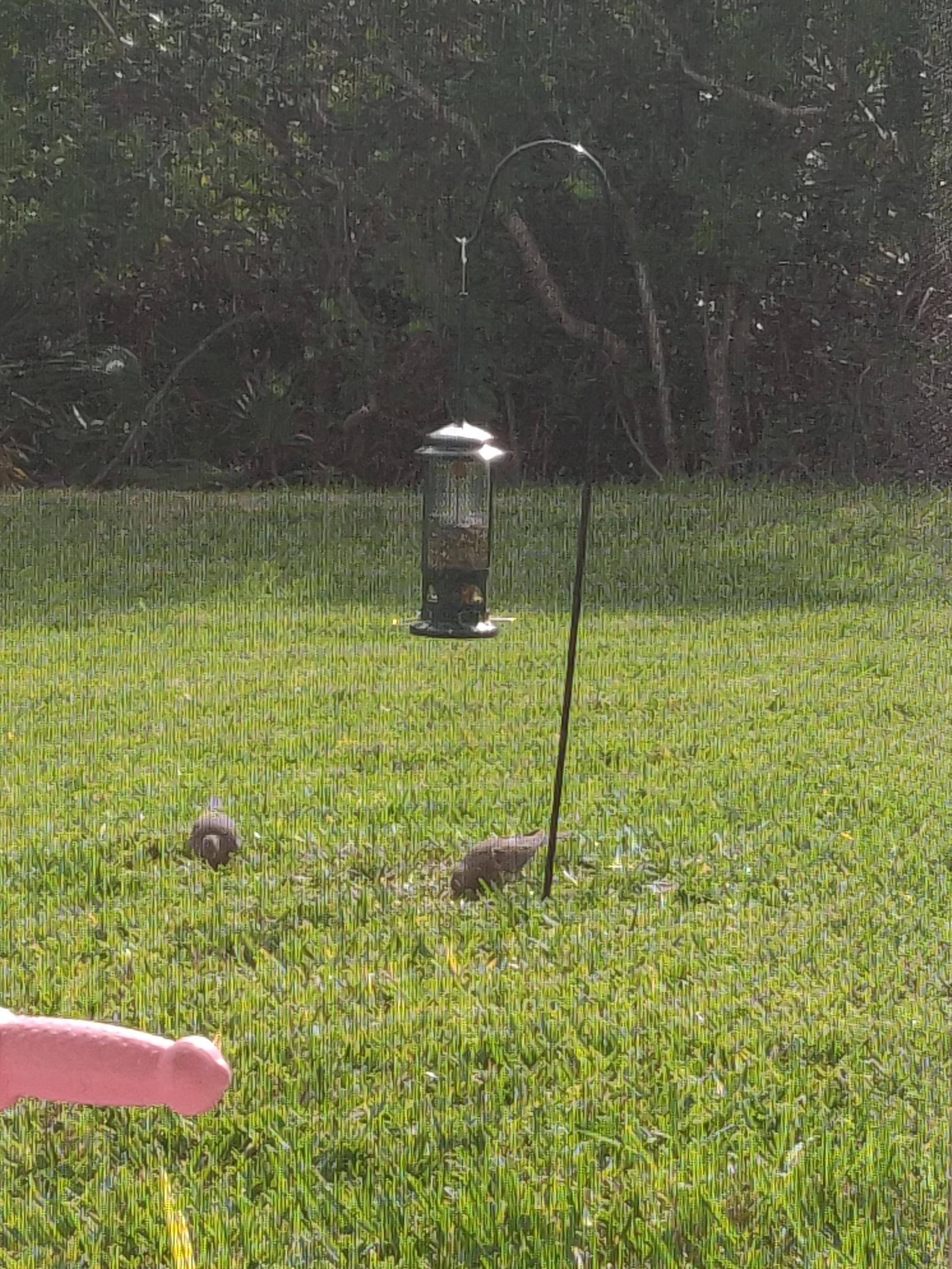 My daughter's tricycle handlebar changed the feeling of this bird feeder picture.