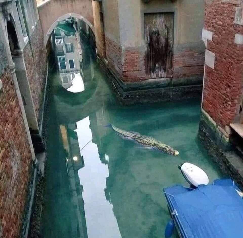 In Venice the pollution has reduced so much that even Louis Vuitton bags are starting to swim again