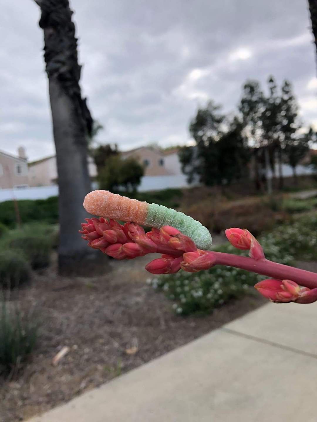 The rather friendly gummy worm which is rarely seen in its natural habitat.