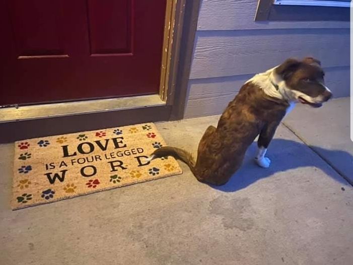 Friend's mom sent her a welcome mat. Her dog has three legs. Dog's face says it all.