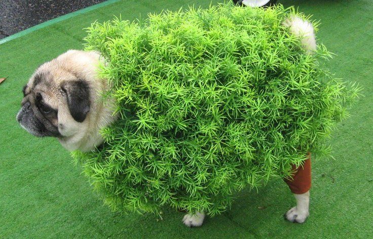 Shrubwoofer