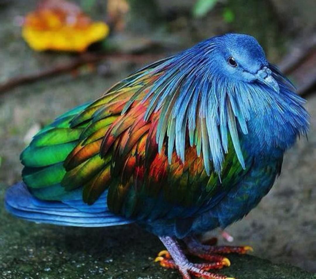 If Benjamin Franklin was a bird wearing a rainbow suit