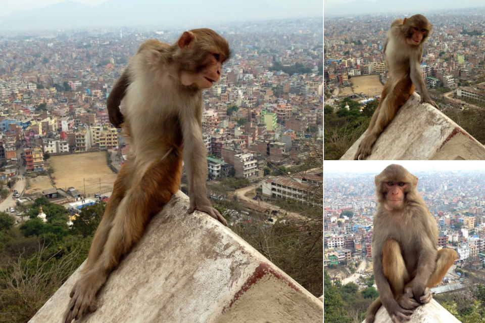 This monkey poses exactly like every girl I’ve met while studying abroad