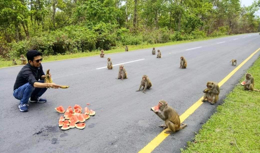 A man distributing watermelon to the monkeys and the monkeys are following the law and order of social distancing :D